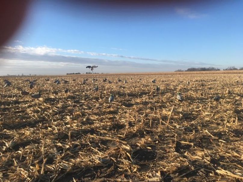 SW1nIDEwMDggb3JpZ2luYWw=