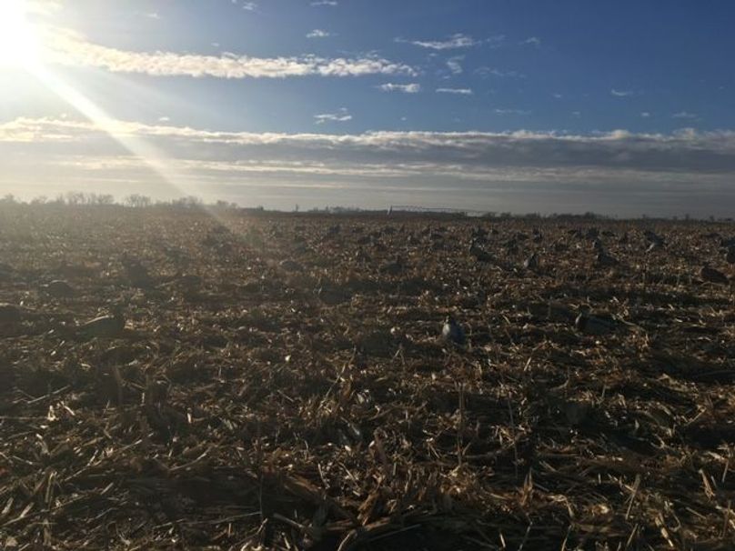 SW1nIDEwMTAgb3JpZ2luYWw=