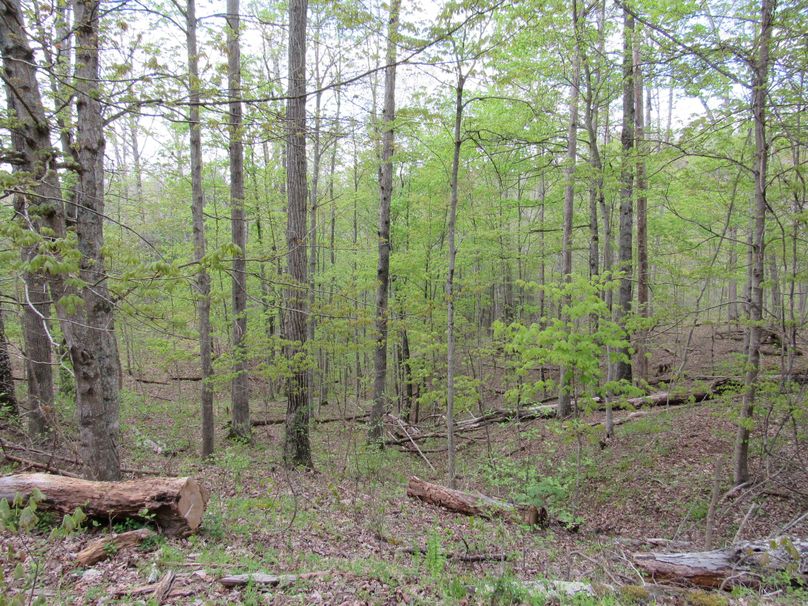 Timber ravine