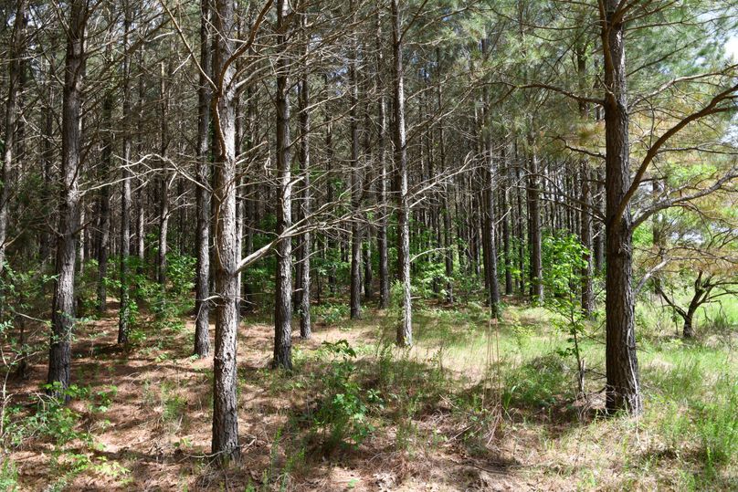 (2)pine plantation
