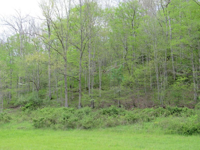 Wooded hillside (2)