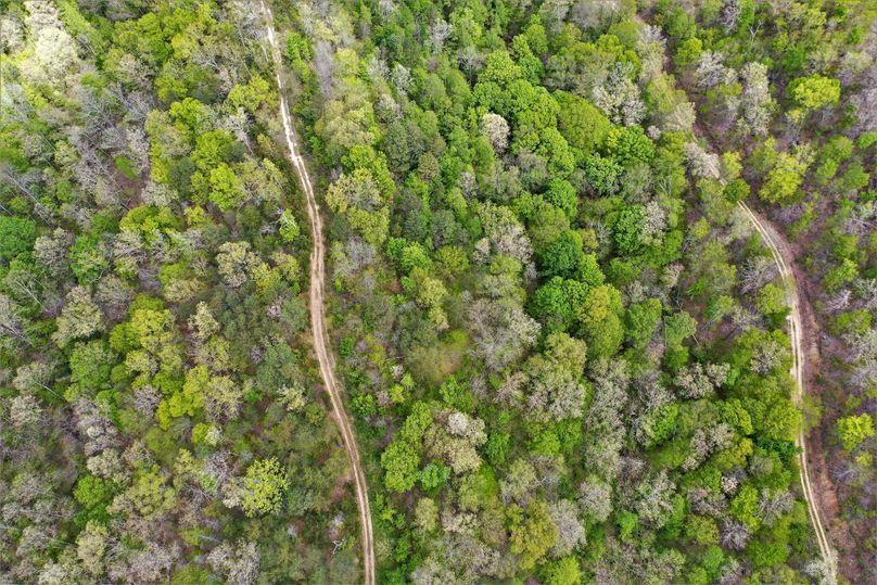 007 aerial drone shot looking down on the forest canopy and road system