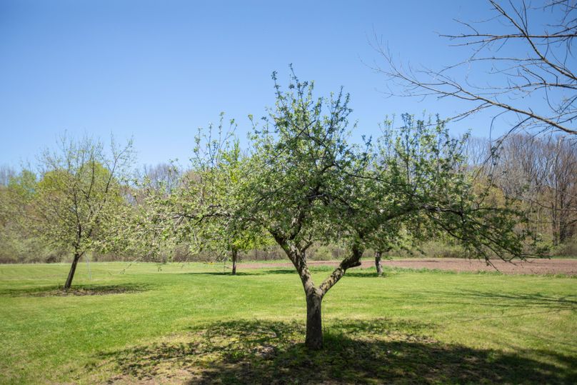 18 apple trees near ag field