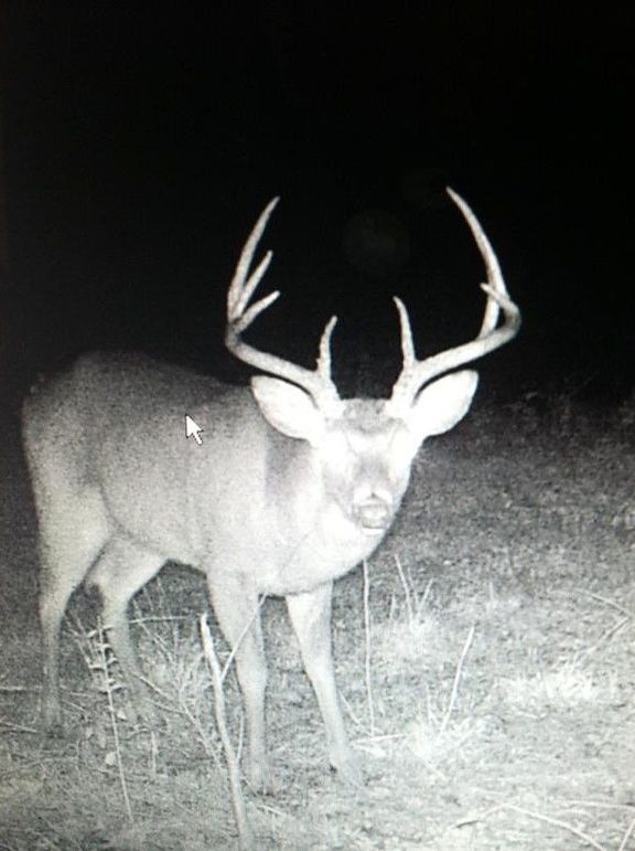0010 trailcam from adjoining property