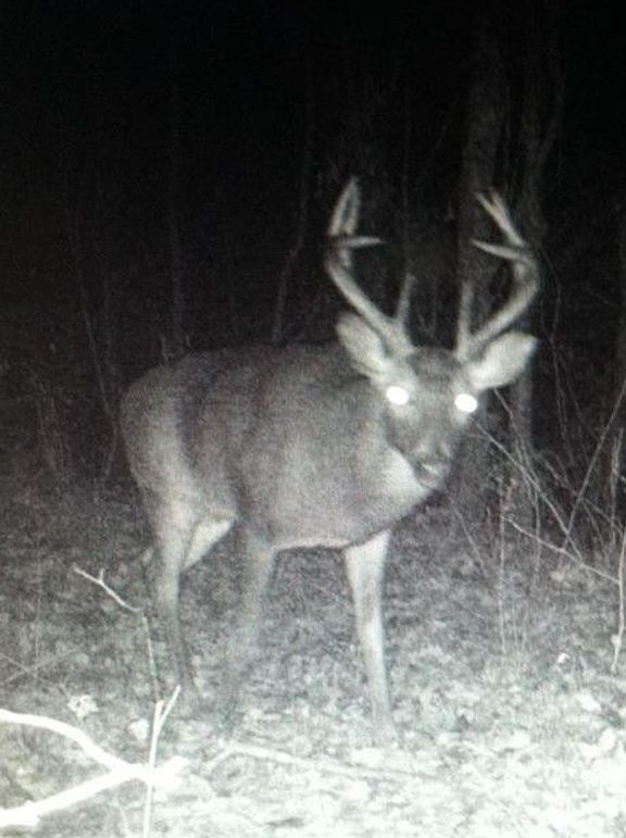 0017 trailcam from adjoining property