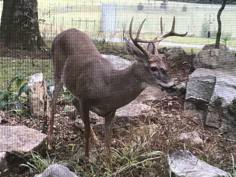 032 whitetail on proptery