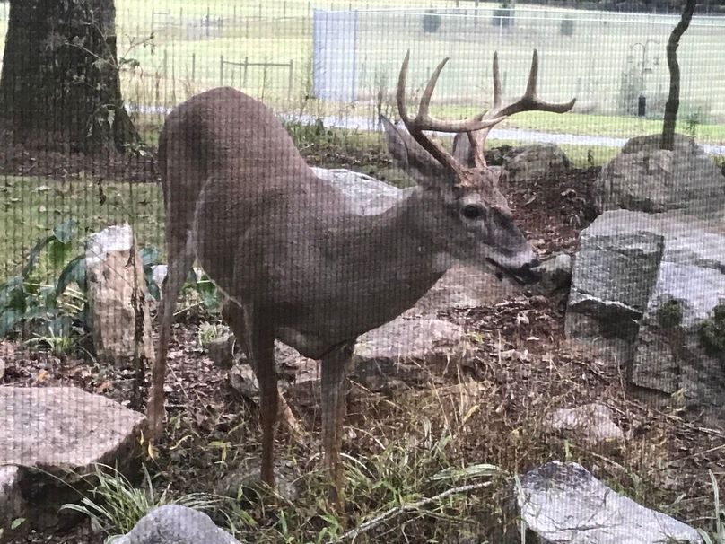 Copy of 032 whitetail on proptery