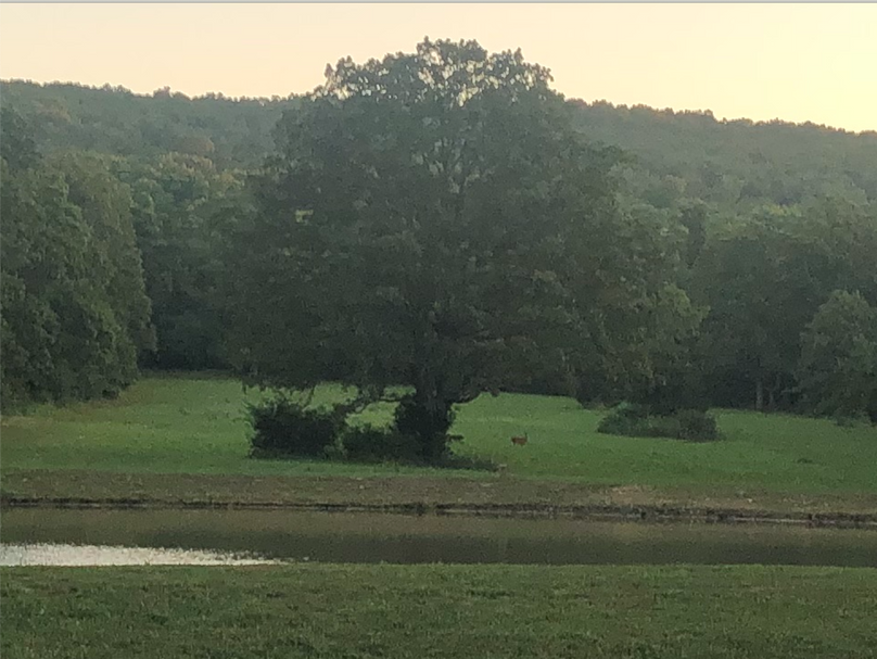 Screen shot 2020-07-19 at 5.29.37 pm