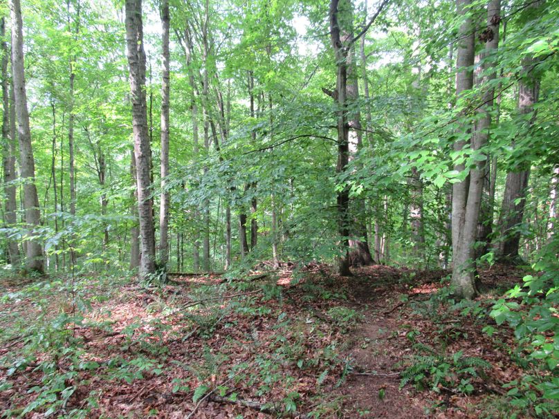 Wooded area with deer trail