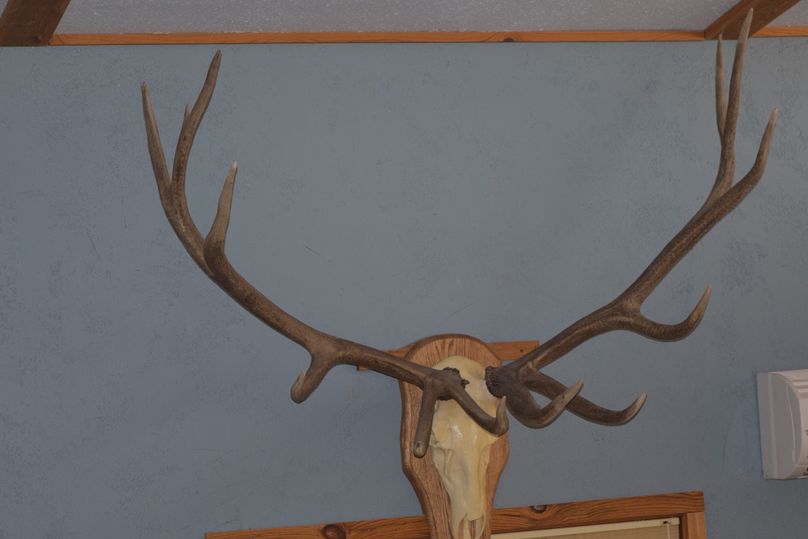 Elk mount