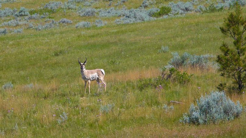 12volborgmontanatrophyranch07