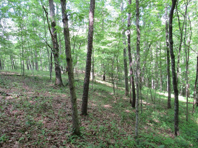 Open wooded area