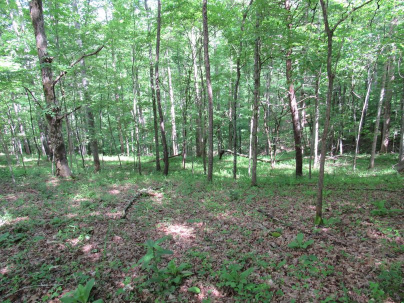 Wooded area (4)