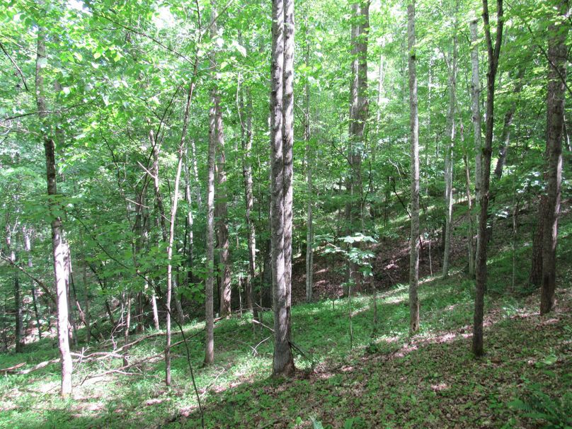Wooded area (5)