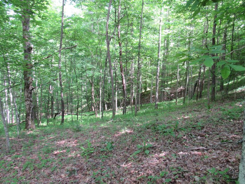 Wooded area (3)