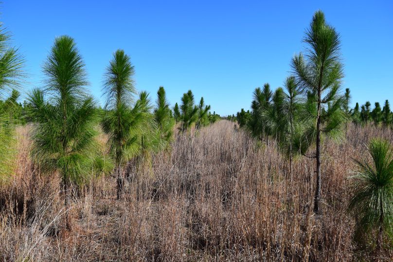 09 professionally planted