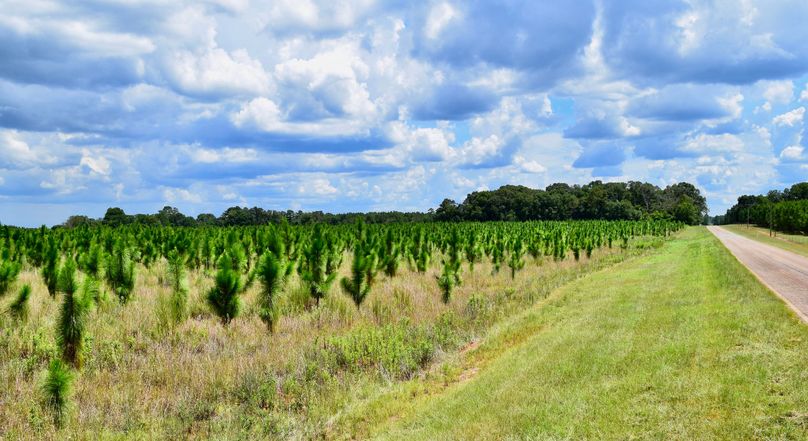 00 longleaf pine investment