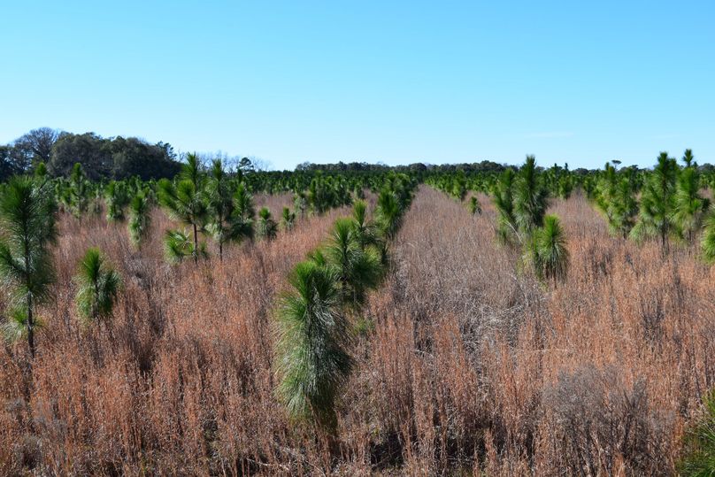 15 professionally planted