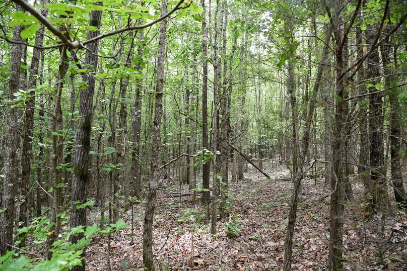 (3)woods