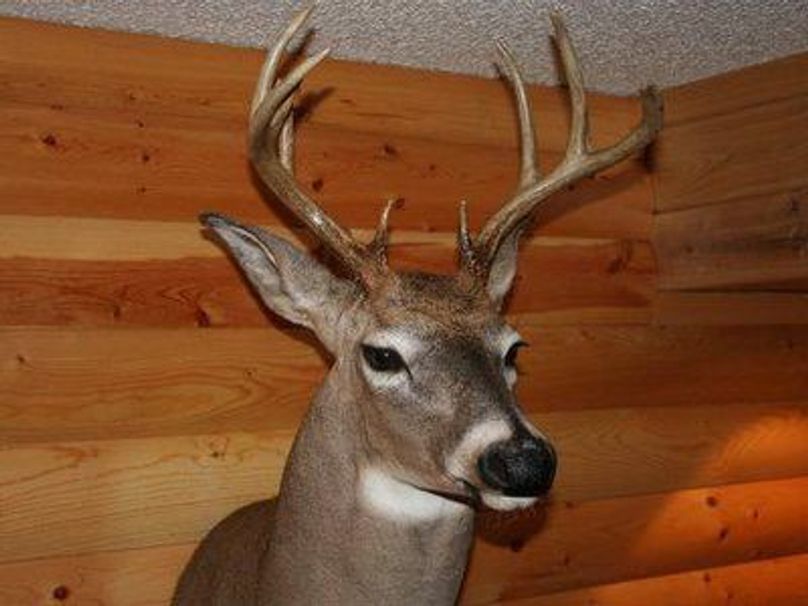 Isegpiscyr46g21000000000