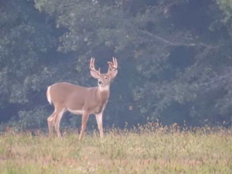 Isyz1dmvg6qceg1000000000