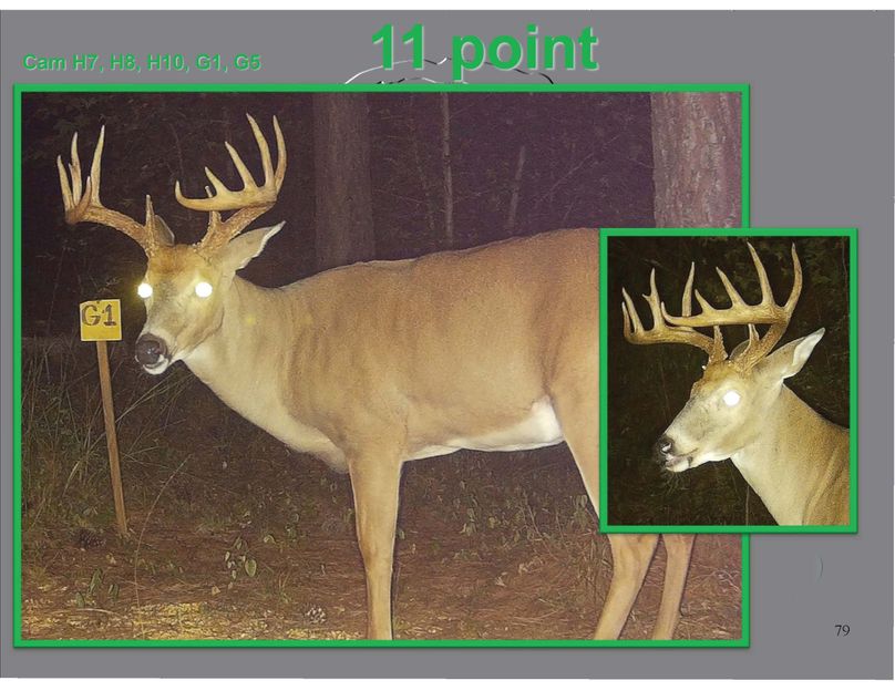 01 11 point buck