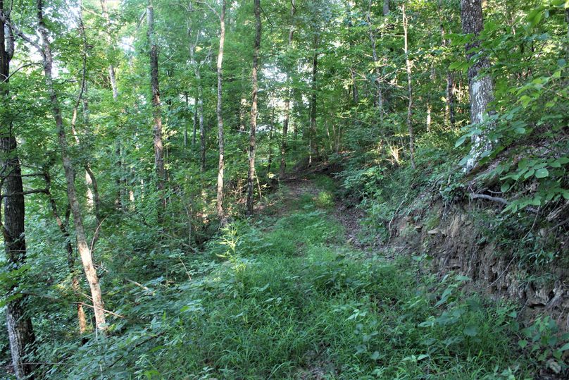 017 well vegatated road along upper elevation of property