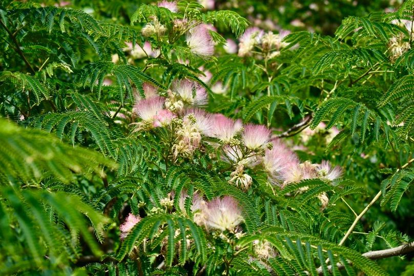 Nnzzielcqqiirprenqayhg thumb 61c2