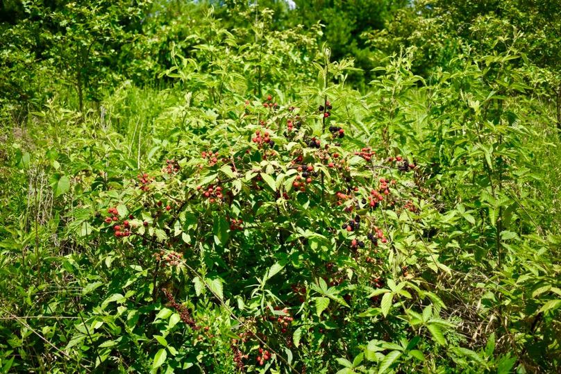 Xiv4zgiutcgih8b3vzq3ba thumb 61b1