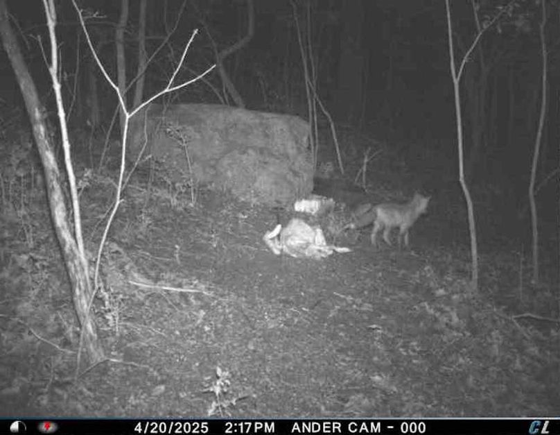 Fox