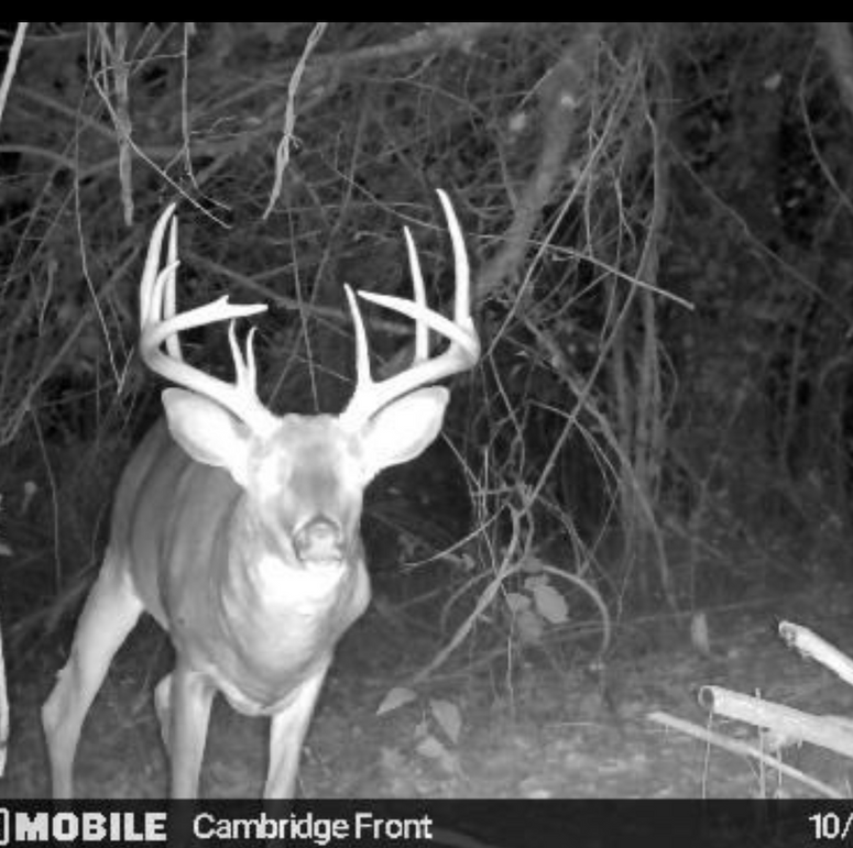 Screenshot 2024-11-13 at 8.40.20 AM