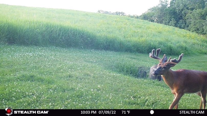 Buck in Velvet July 2022