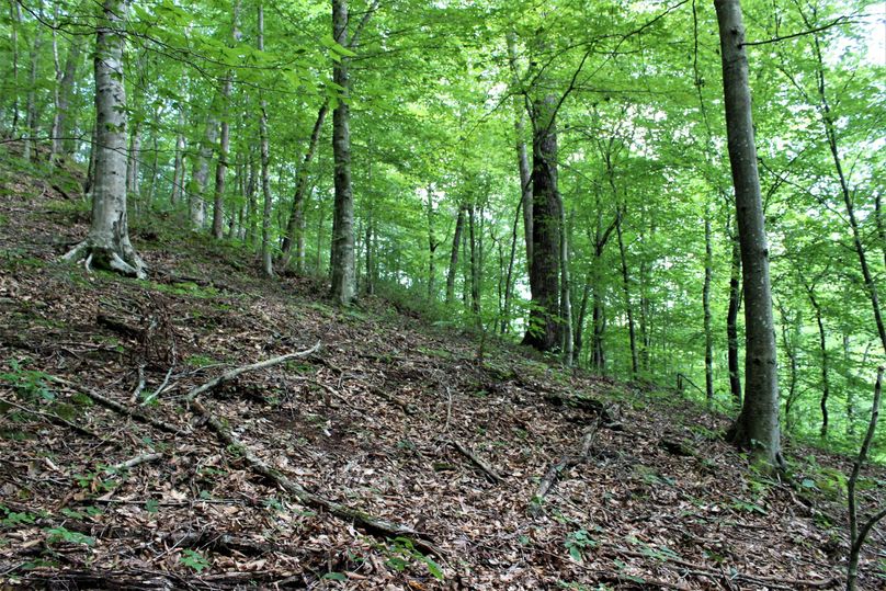 013 mid sized stand of american beech trees just up from the creek area