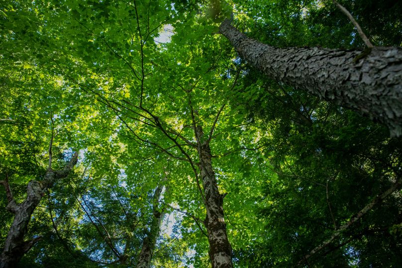 Farmer oswego 244.24 44