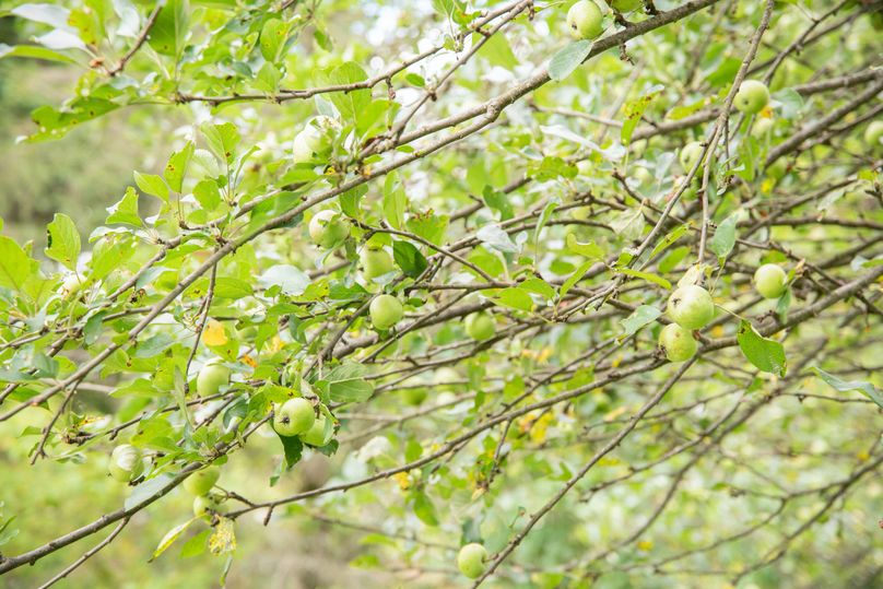 Farmer oswego 244.24 48