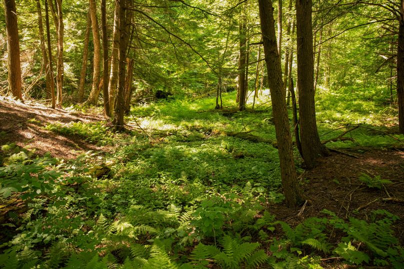 Farmer oswego 244.24 66