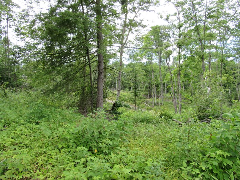 Open wooded area (2)
