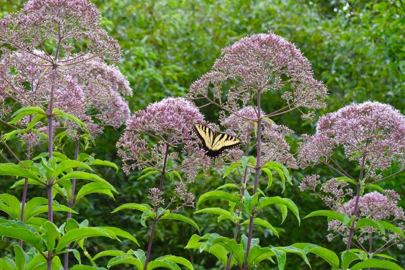 S2pi8ugbtbcsb8rlsi5vw thumb 64ad