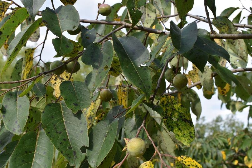 Unadjustednonraw thumb 6492