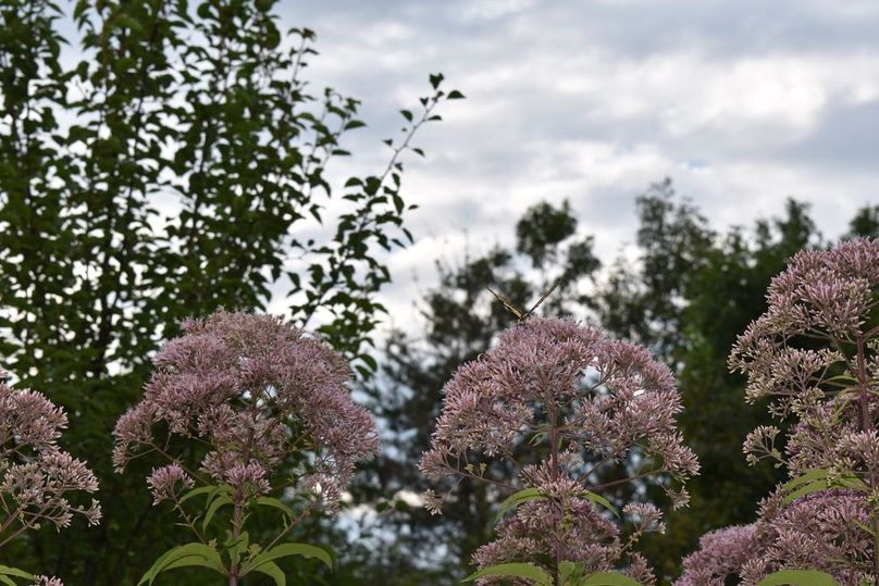 Unadjustednonraw thumb 64b0