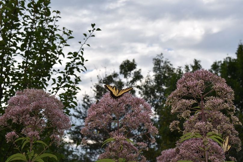 Unadjustednonraw thumb 64b1