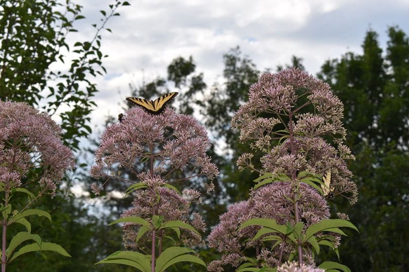 Unadjustednonraw thumb 64b2