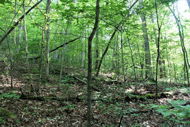 009 span of mid growth wooded flat area 