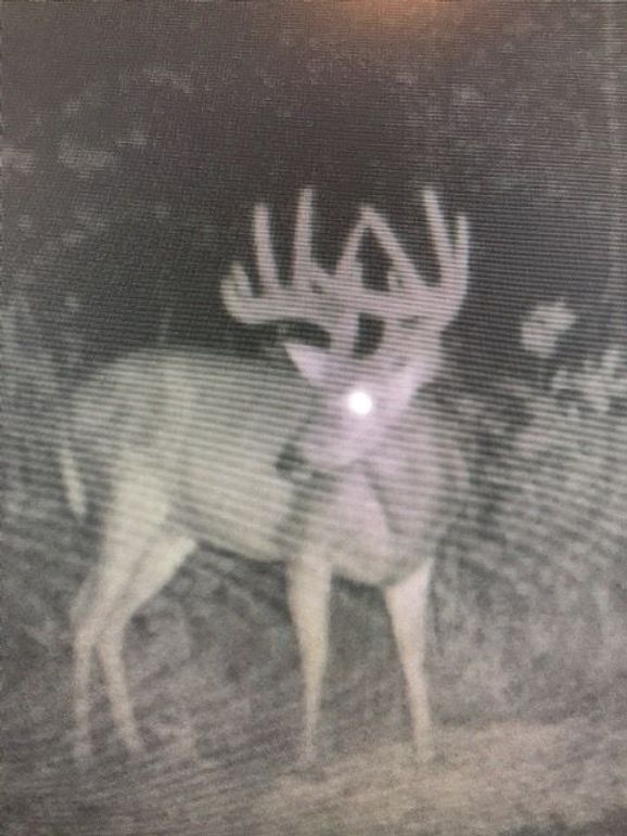 Trail cam4