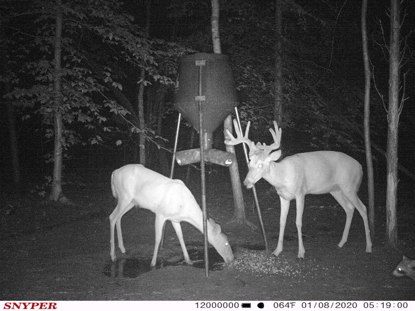 Trail cam42