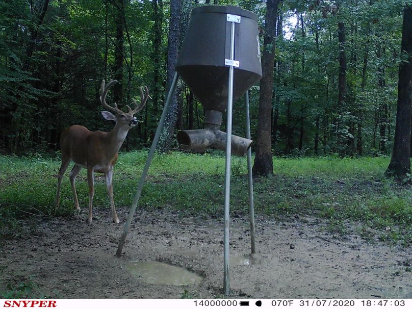 Trail cam47