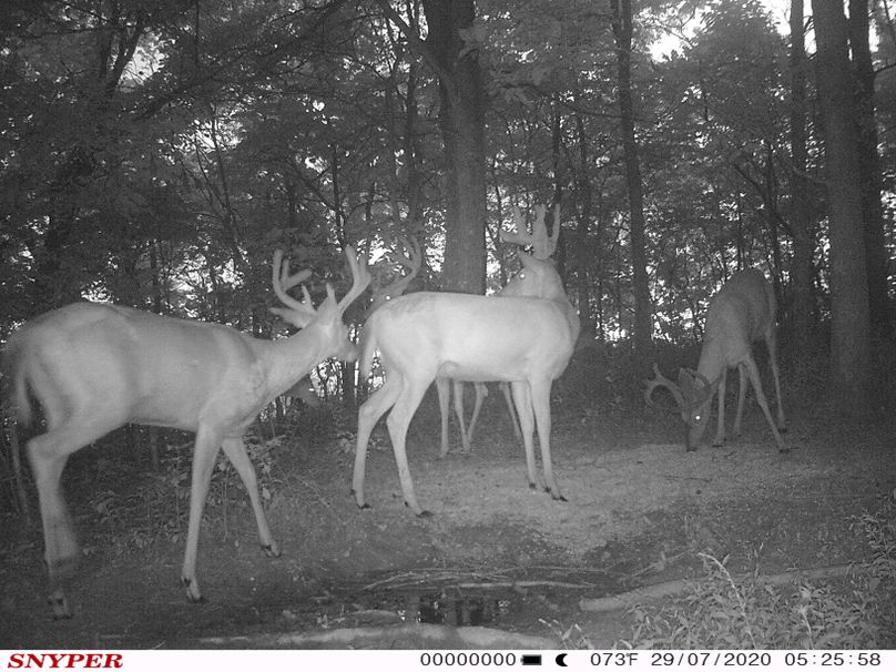 Trail cam49
