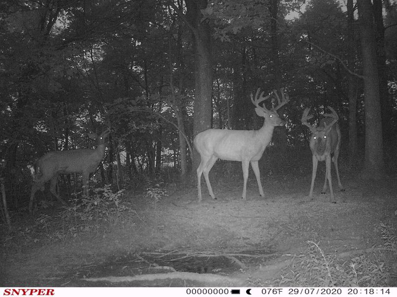 Trail cam51
