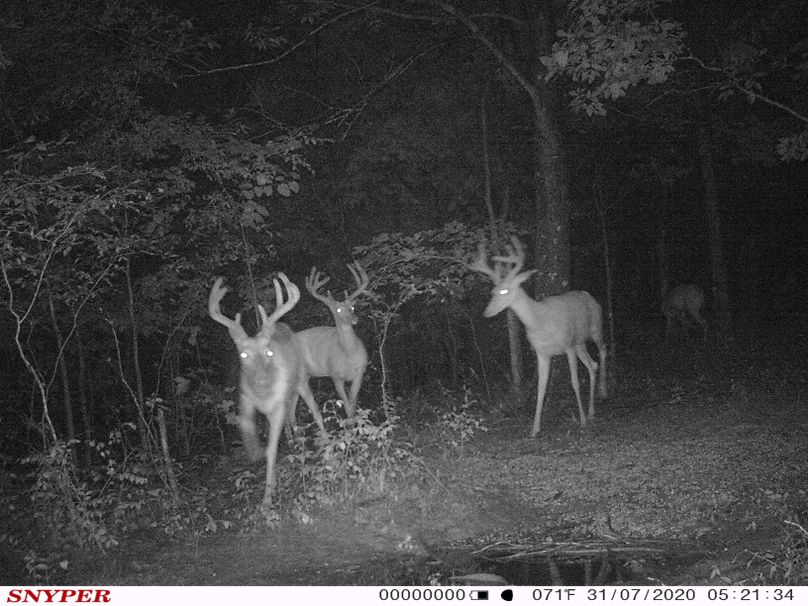 Trail cam52