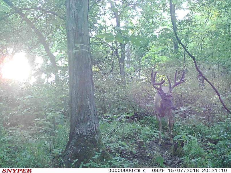 Trail cam7
